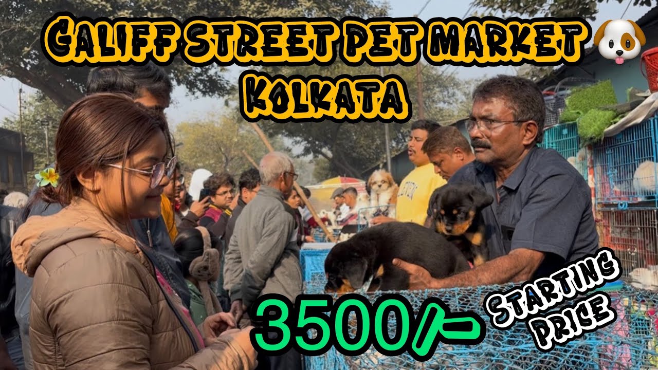 মাত্র 3500 টাকা থেকে কুকুর শুরু 😳🔥| Galiff Street Pet Market | Dog Market in Kolkata 