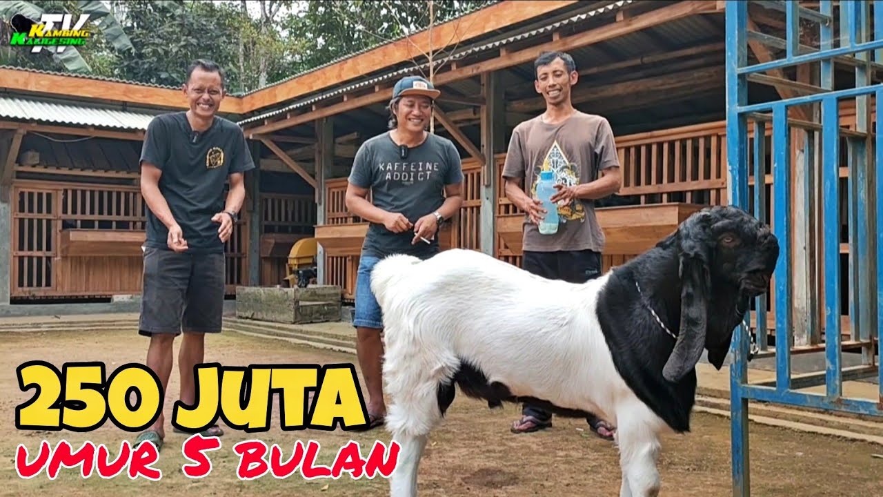KAMBING KONTES UNTUNG 10X LIPATT...!!