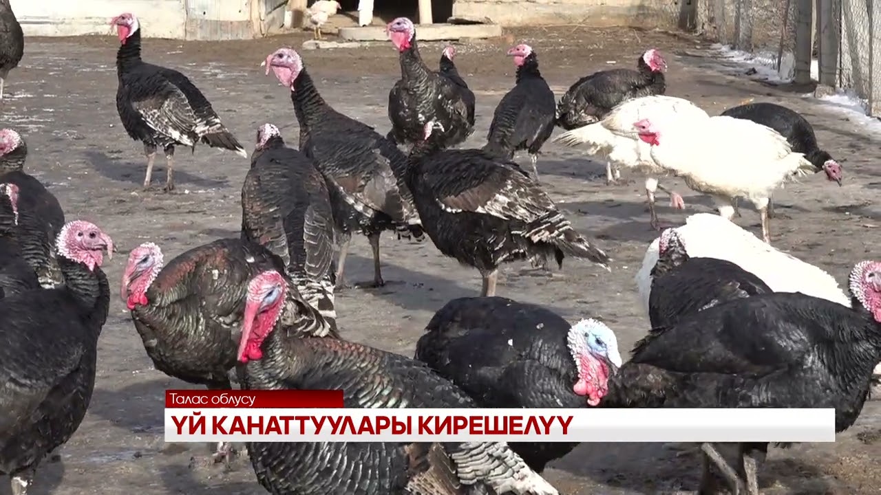 ҮЙ КАНАТТУУЛАРЫ КИРЕШЕЛҮҮ