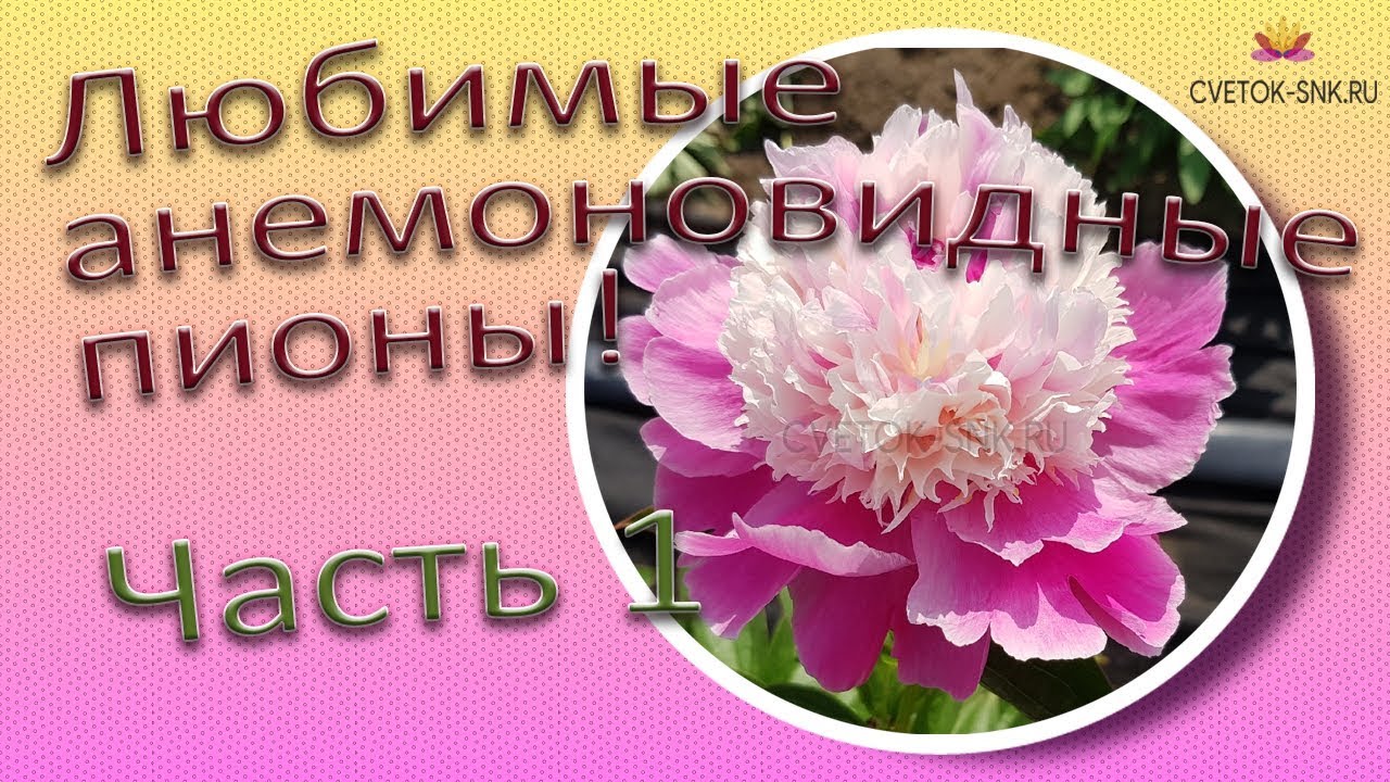 Любимые анемоновидные пионы! Часть 1 / Сад Ворошиловой
