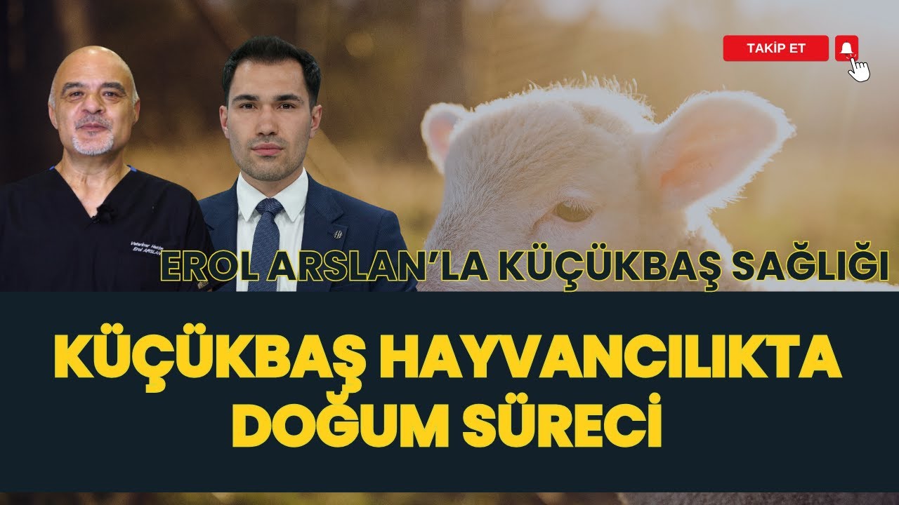 KÜÇÜKBAŞ HAYVANCILIK'TA DOĞUM SÜRECİ I EROL ARSLAN'LA KÜÇÜKBAŞ SAĞLIĞI