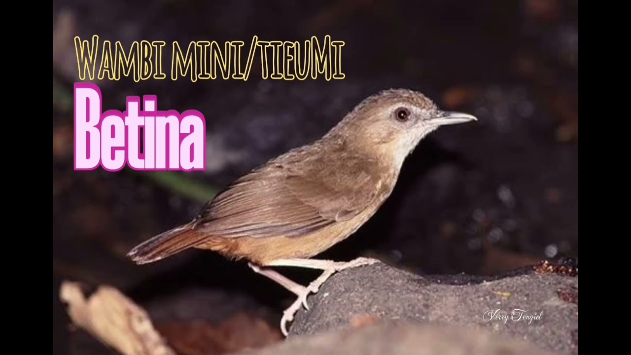SUARA WAMBI MINI BETINA COCOK UNTUK PANCINGAN WAMBI MINI JANTAN