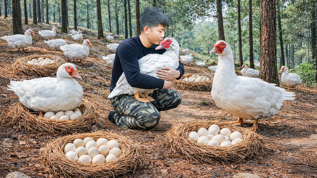 Harvesting Wild Duck Eggs… Then Catching Ducks in the Forest
