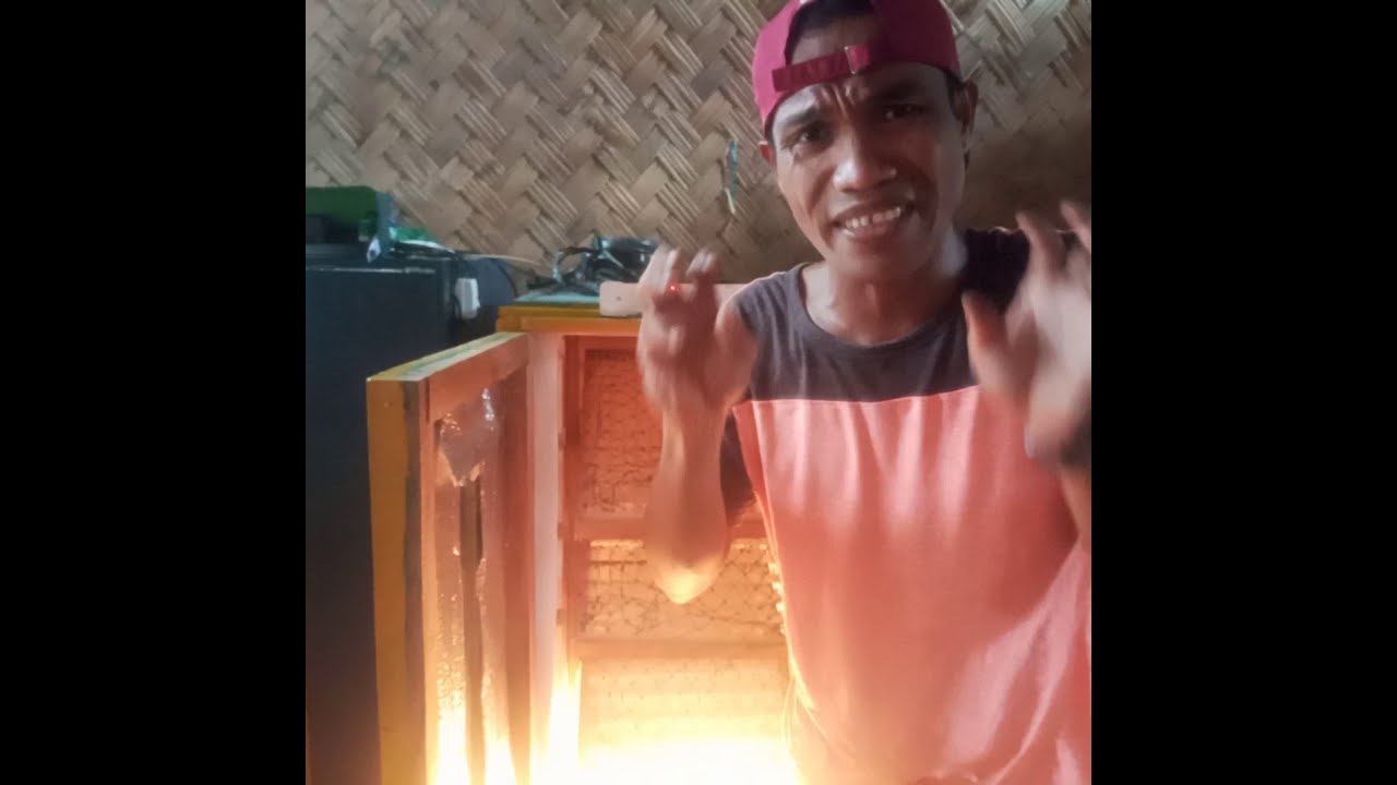 tips. paano maging bitiranu mag papisa ng sisiw ng itik at manok