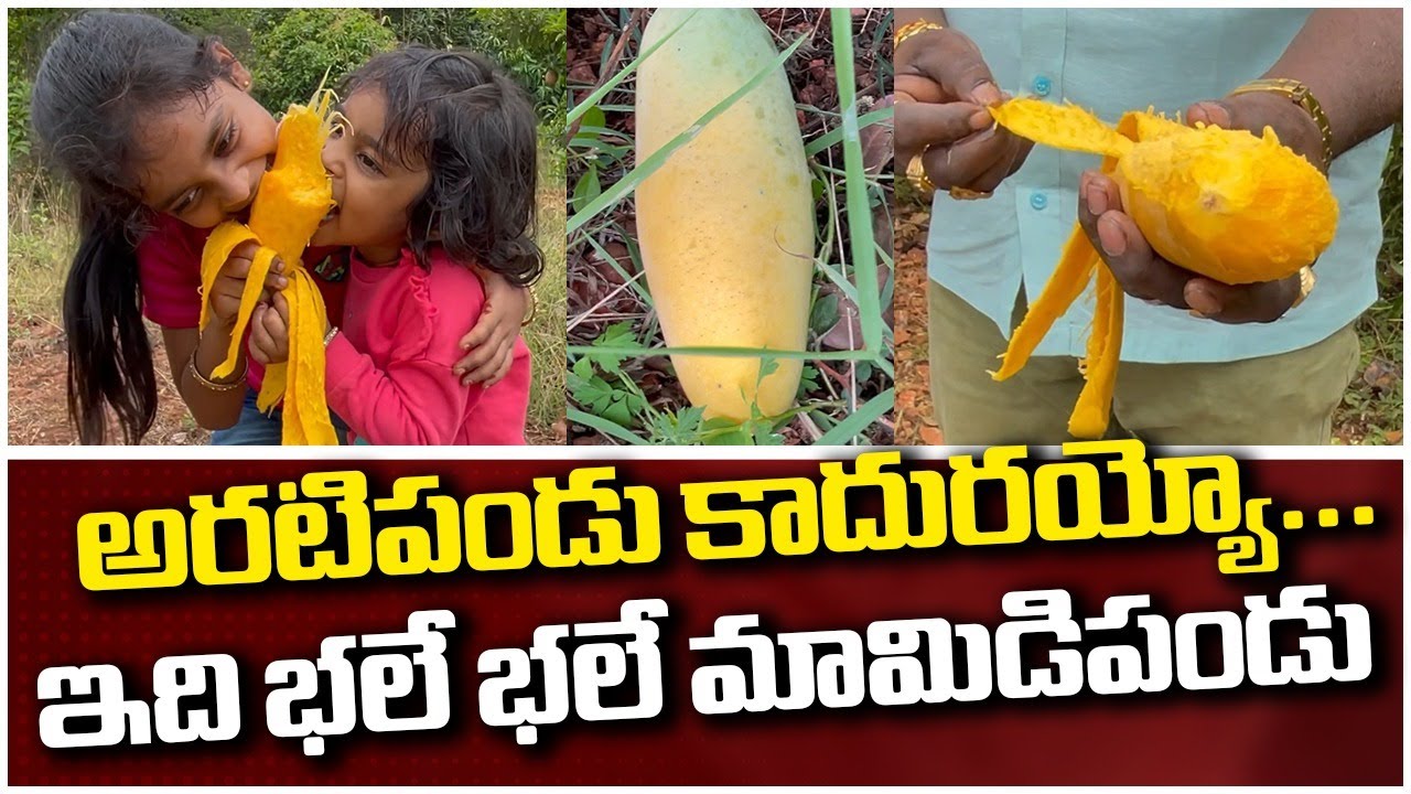 అరటిపండు కాదబ్బాయ్ ఇది మామిడి పండు  | Banana Mango |  RTV Food