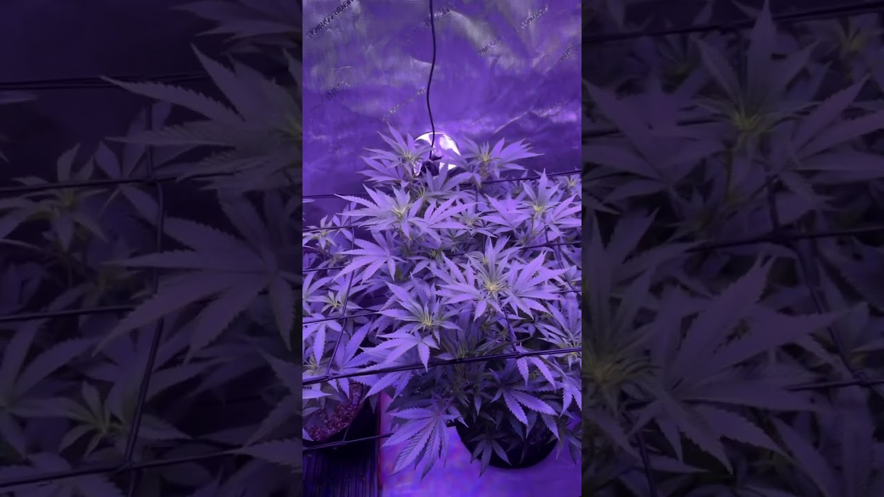 #FirstTimeGrower #ACINFINITY #VIPARSPECTRA #VIVOSUN #Marijuana #Weedplants #clones