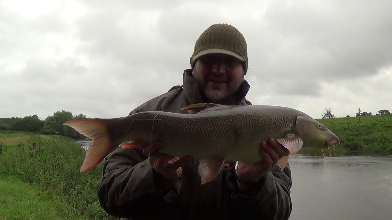 Barbel fishing on a rising river Swale