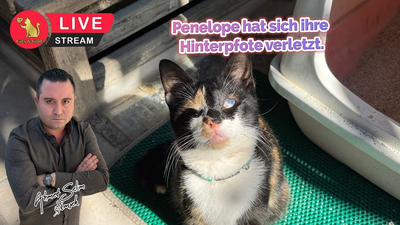 Penelope hat sich ihre Hinterpfote verletzt.