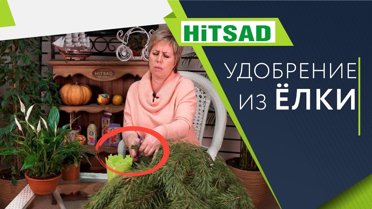 Не выкидывайте Ёлки 🌲 Сделайте Удобрение ✔️ Улучшайте Почву