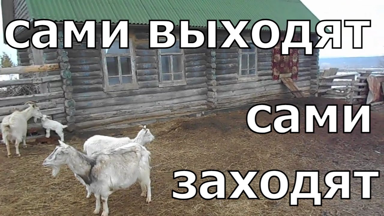 Зимнее содержание коз. Выгул