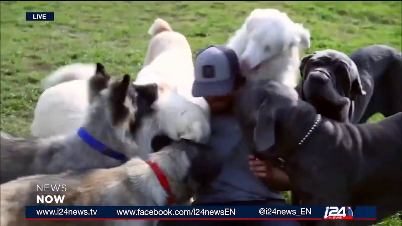 Abused dogs get first class trip to Canada