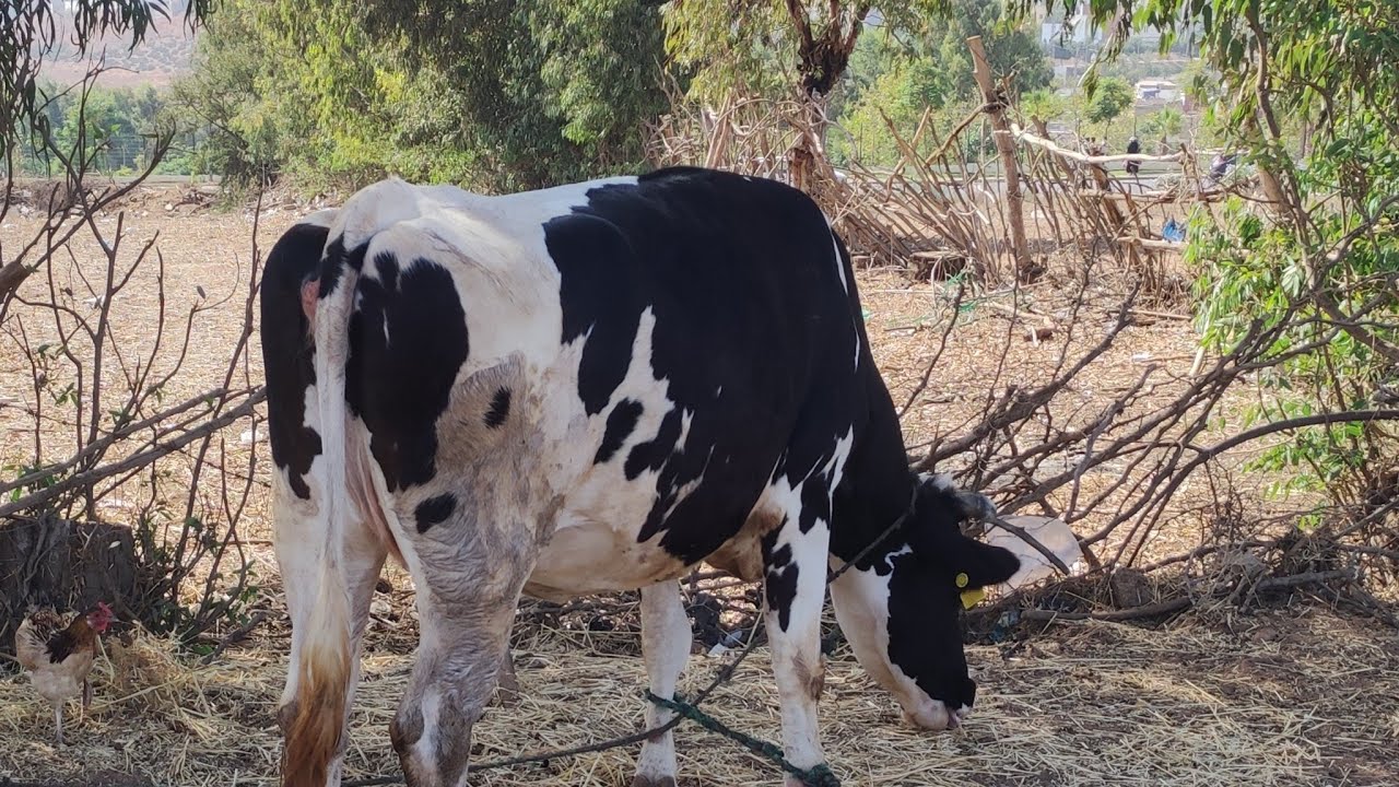 الحياة في البادية ✅ القرية في المغرب الطبيعه القطط والفوطاي