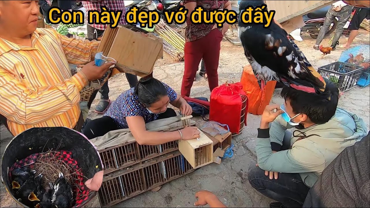 NÓI KHÔNG PHẢI PHÉT LÁC CHỢ CHIM CẢNH NÀY ĐÁNG ĐỒNG TIỀN BÁT GẠO
