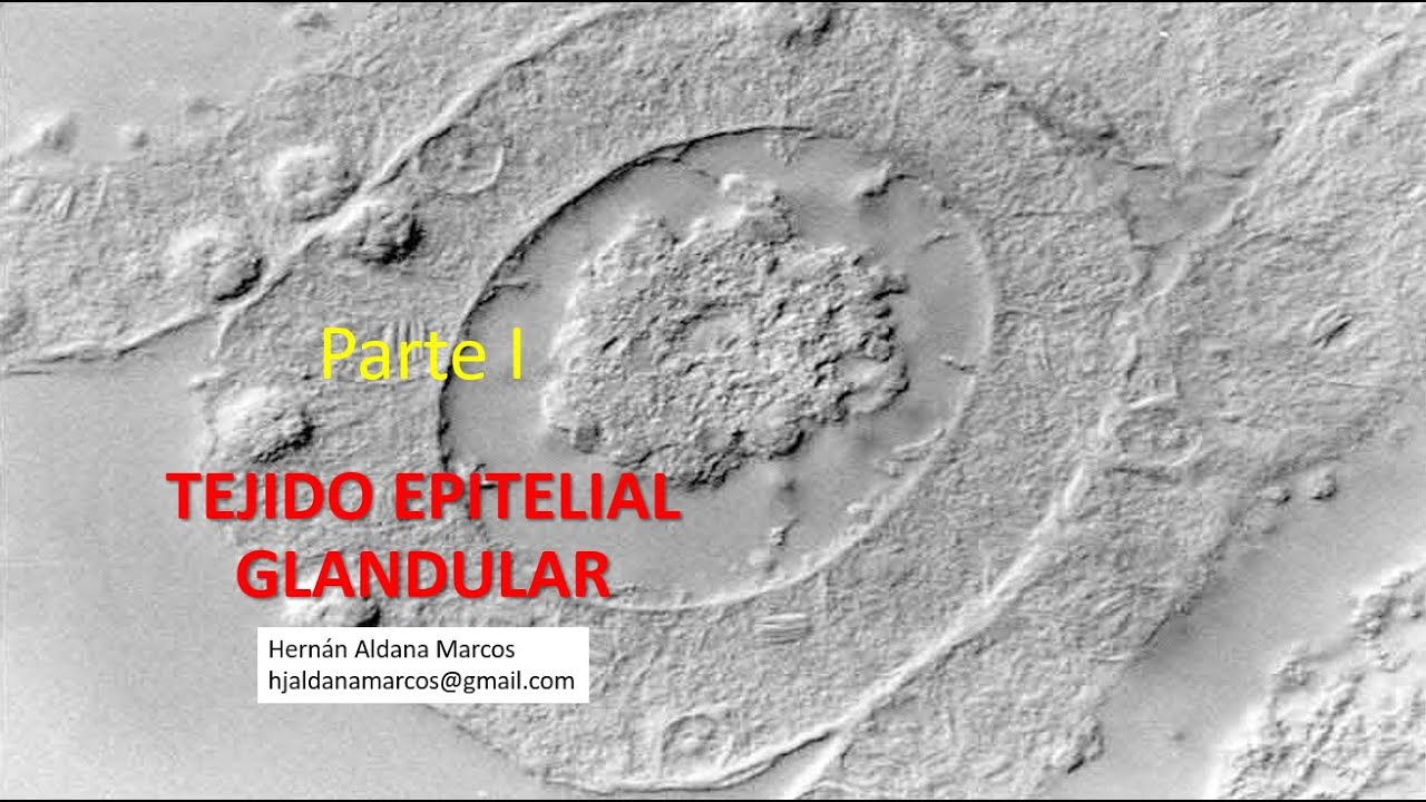 Tejido epitelial glandular. Parte 1. Hernán Aldana Marcos