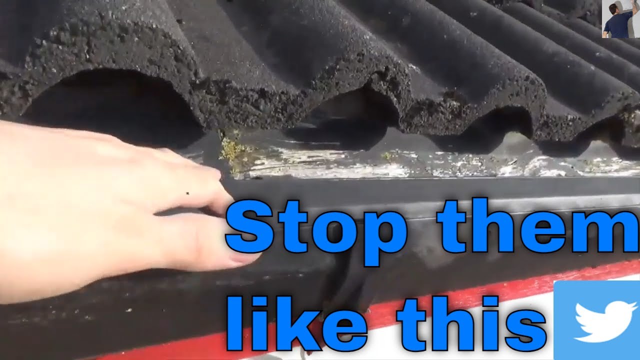 stop birds nesting in your roof and loft attic roof tiles home keep birds out how to
