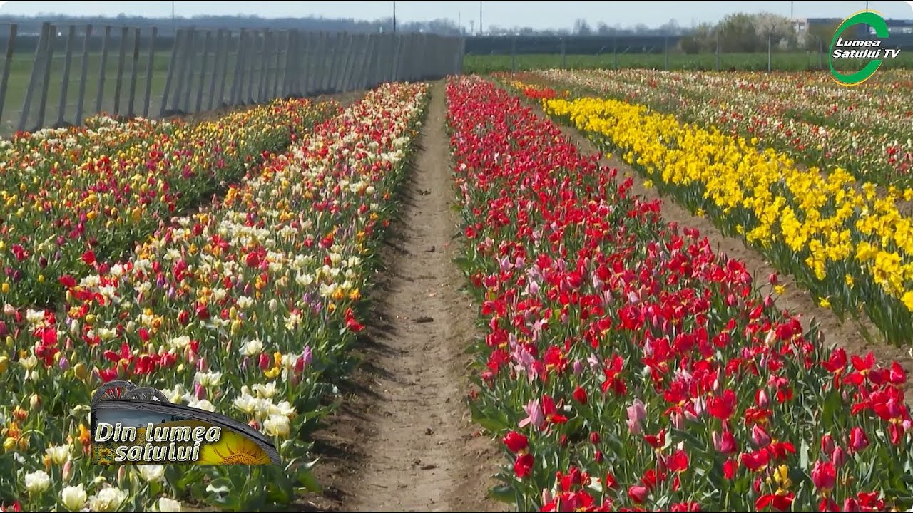 Feeria lalelelor, o experiență unică în judetul Dâmbovița