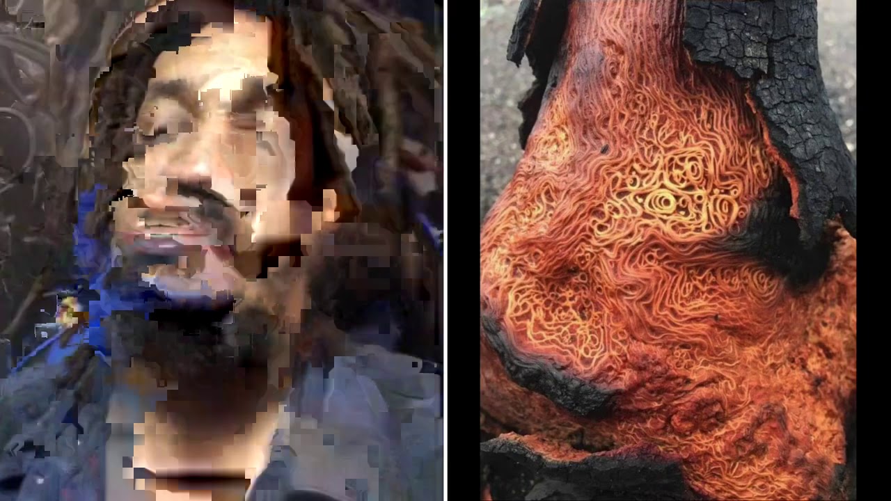 Are Trees Made Of Spaghetti? 🤣🍝 #PatGeo