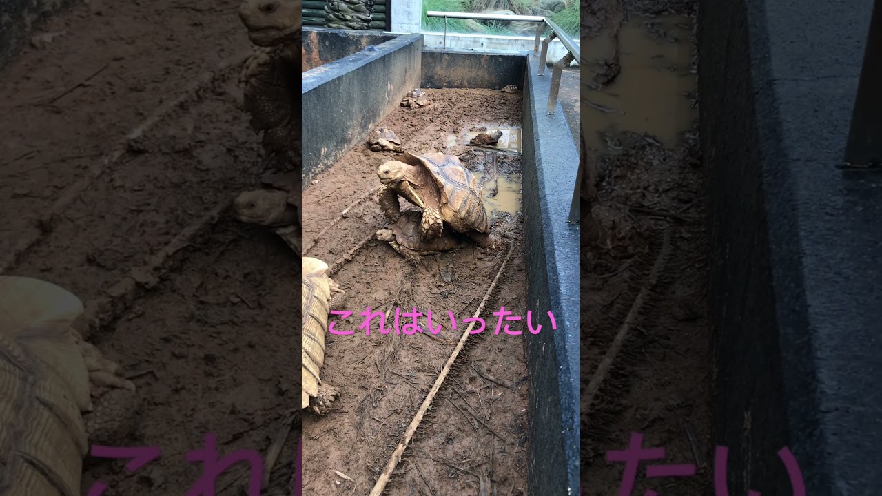 みちゃだめーカメのひみつ！？アヒル？カエル？あなたは何に聞こえる？　#shorts