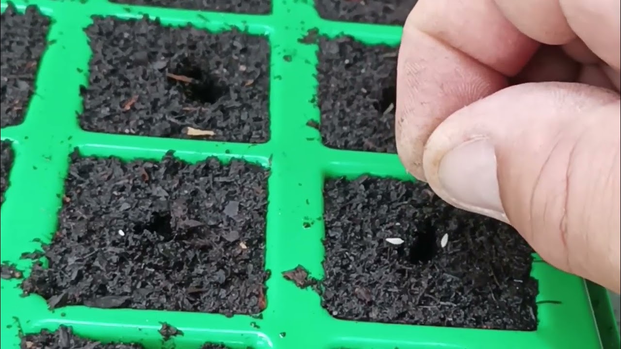 semis de salade en godets pour cet automne , potager en Bretagne .