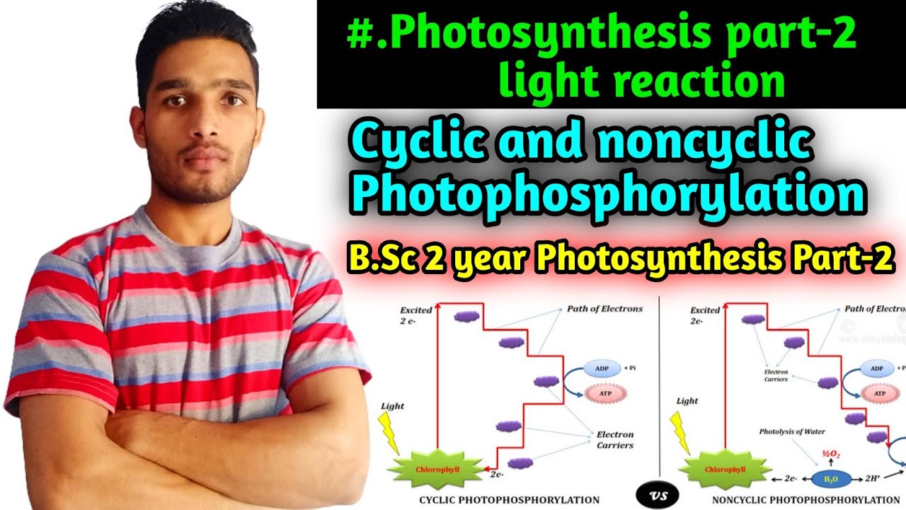 Photosynthesis Light reaction|| Cyclic and non-Cyclic photophosphorylation|| B.Sc 2 year