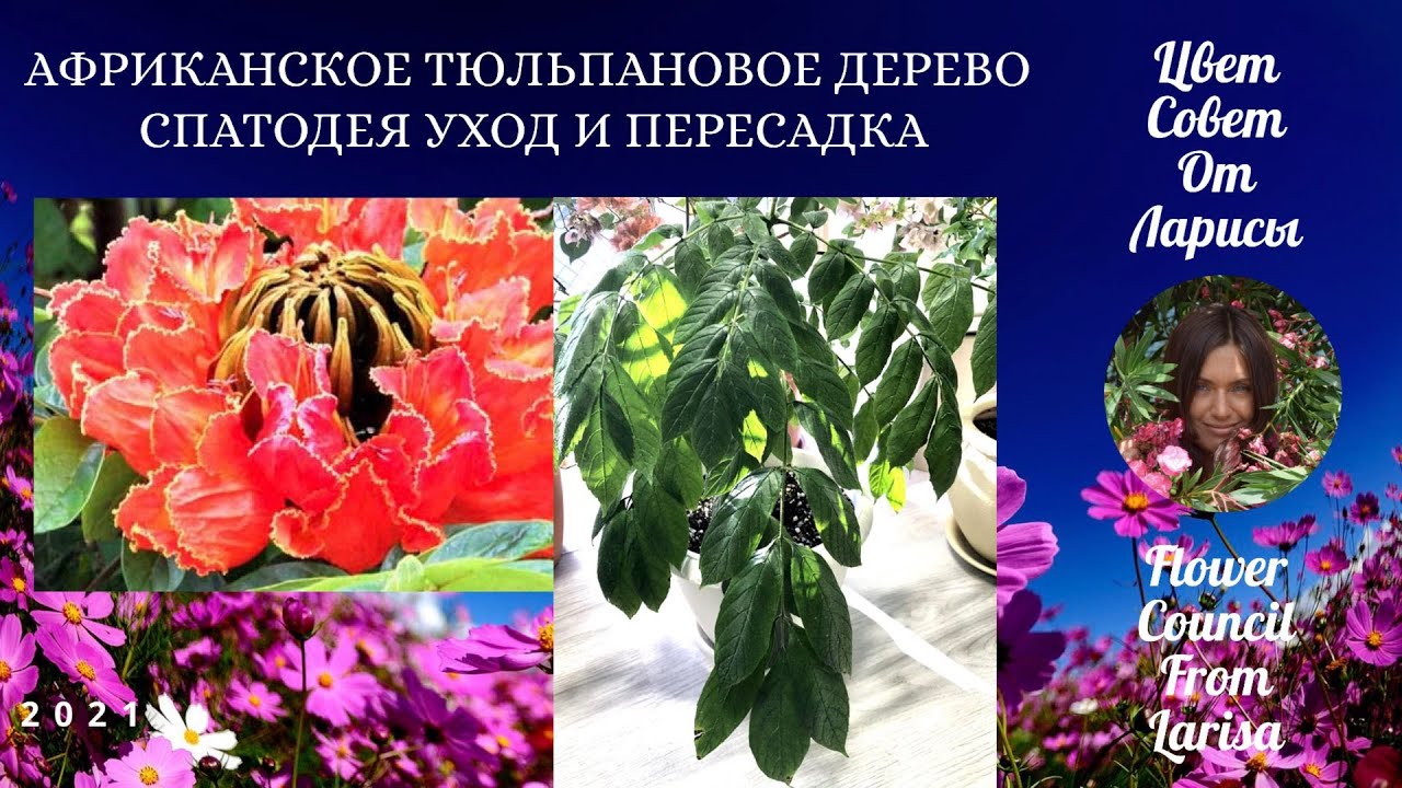 АФРИКАНСКОЕ ТЮЛЬПАНОВОЕ ДЕРЕВО СПАТОДЕЯ УХОД И ПЕРЕСАДКА