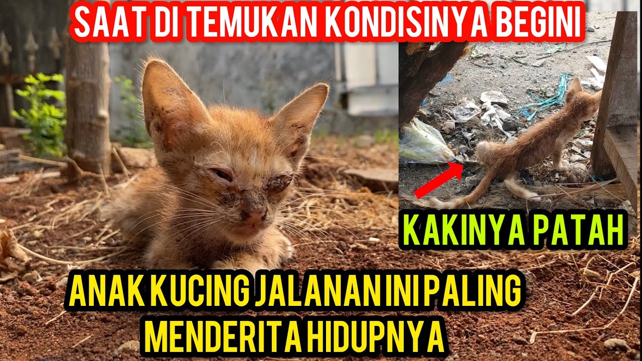 Anak Kucing Sedih Banget Kakinya Patah Dan Di Serang Ribuan Kutu Di Badannya..!