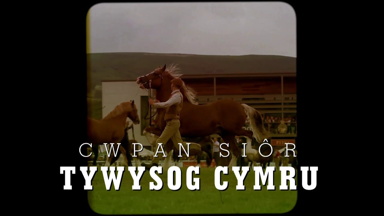 Pencampwriaeth y Cobiau Cymreig | Welsh Cobs Championship