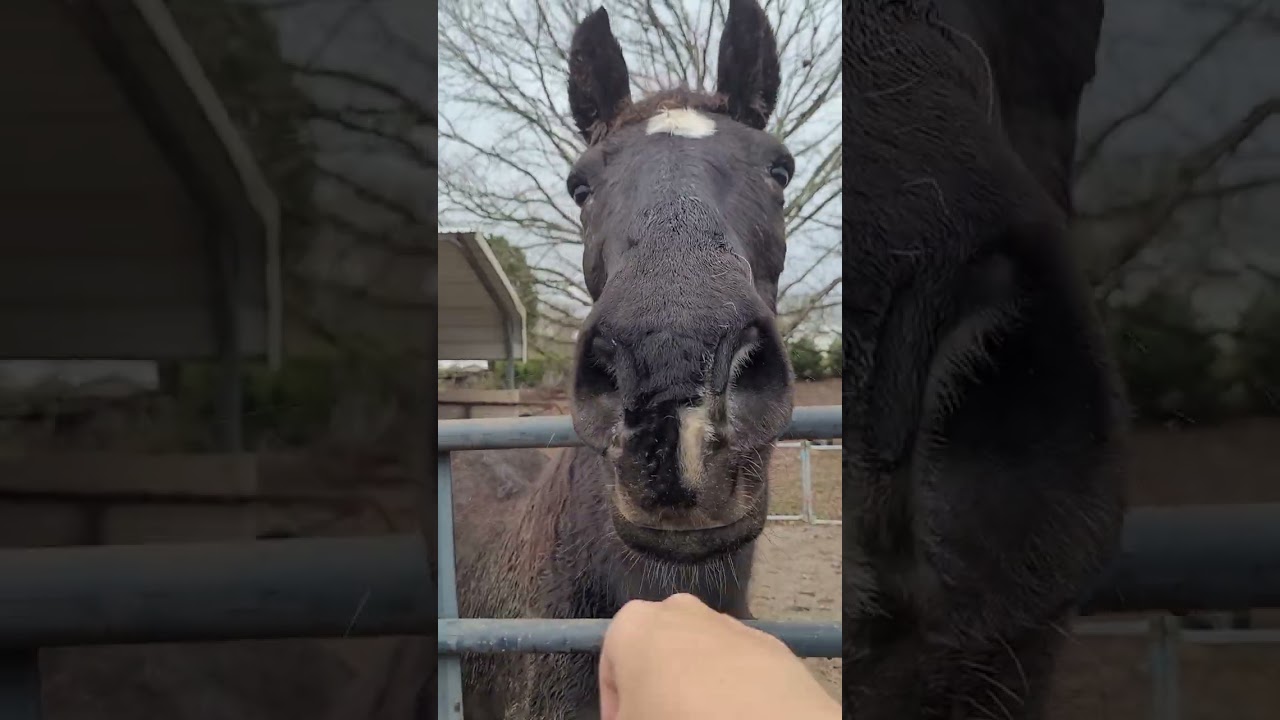 11/25/25 A Day at East Tennessee Miniature Horse & Donkey Rescue