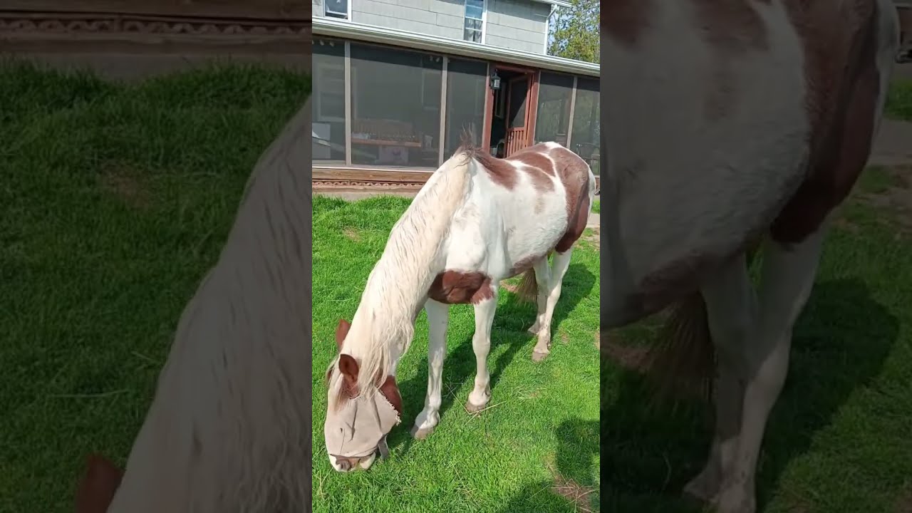 Evening Pasture to Stall | Horses Settle In for the Night | KMJ Horse Farm