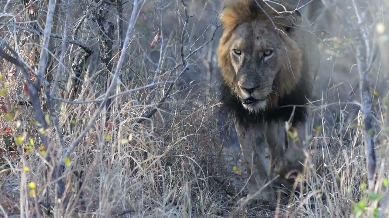 Experience Wilderness at Tintswalo Waterberg