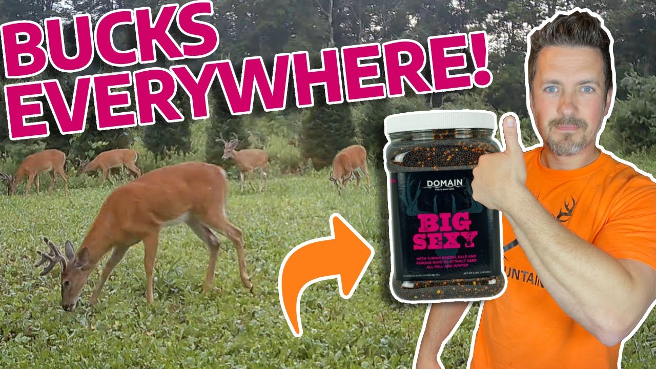 [UPDATE] Bucks Everywhere in our Big Sexy Food Plot!!! They are Crushing this Domain Outdoor Plot🦌🦌🦌