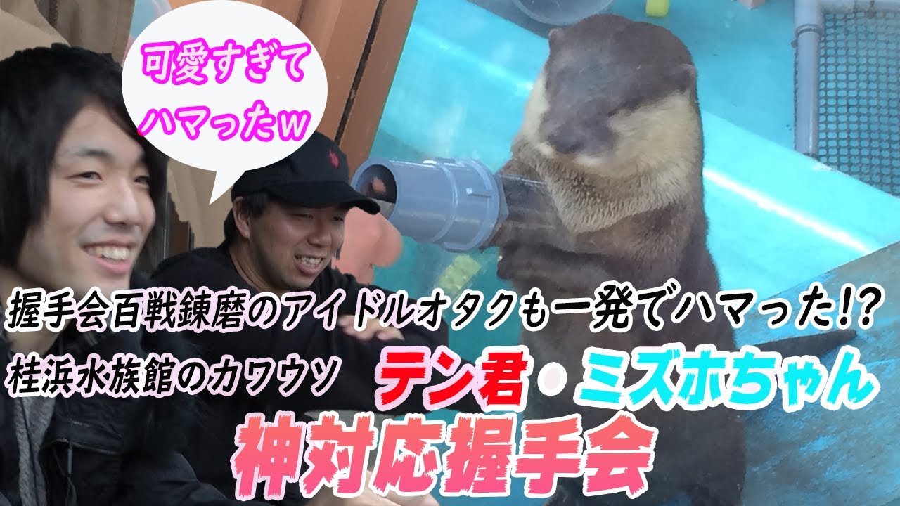 【桂浜水族館】カワウソが可愛すぎる…コツメカワウソのテン君・ミズホちゃんとの握手会