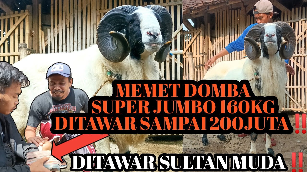 MEMET DOMBA GARUT JANTAN BOBOT SUPER JUMBO EXTREAM 160KG‼️DITAWAR SULTAN HARGA 200JT‼️BIG SIZE SHEEP