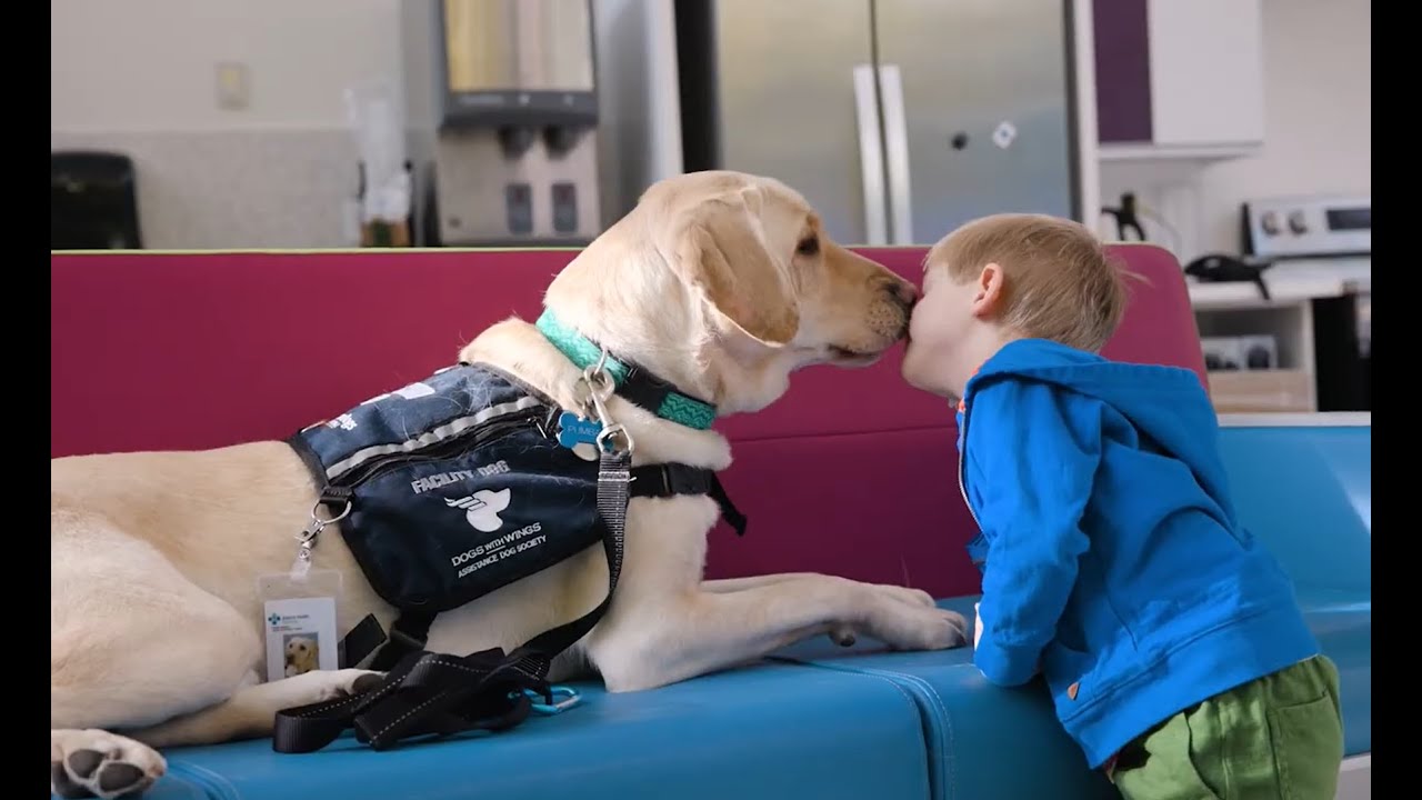 Pumbaa, the new facility dog at the Stollery Children's Hospital