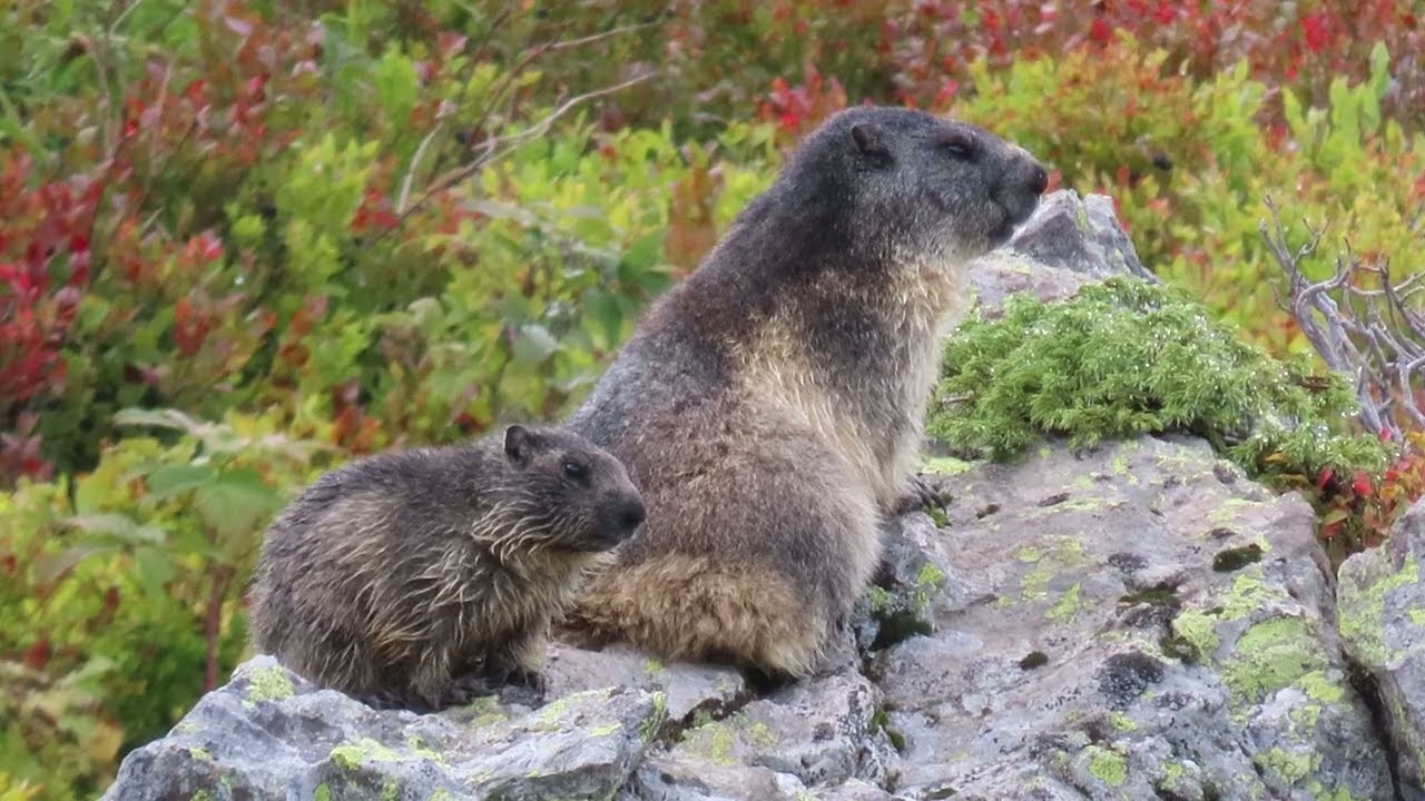 Marmottes #109 : Douce-Queue dans les myrtilliers
