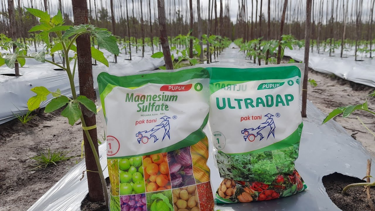 pemupukan pertama tanaman tomat usia 10Hst