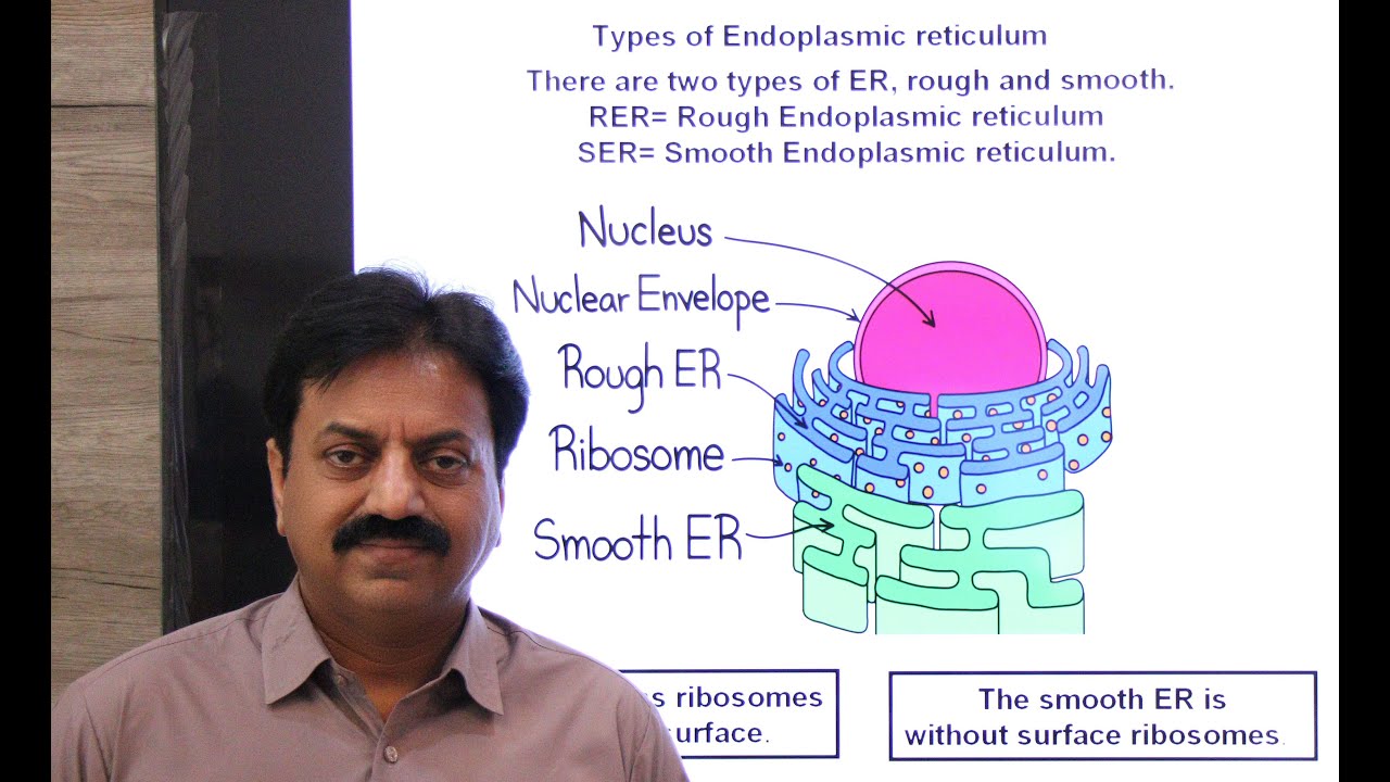 Endoplasmic reticulum, Structure ,Types, and Functions, (In Sindhi) / XI Biology /Chapter 4 The Cell