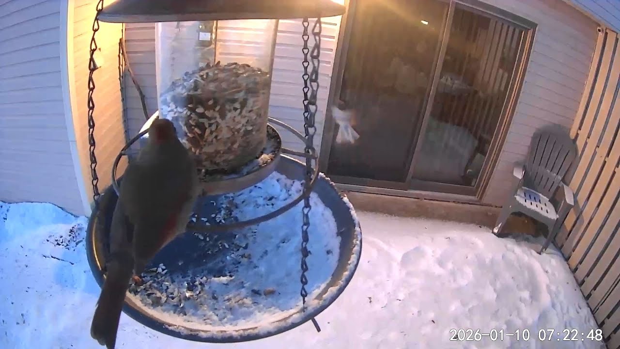 2026/01/10 - Female Northern Cardinal open the feeder up again and Dark Eyed Juncos try to join