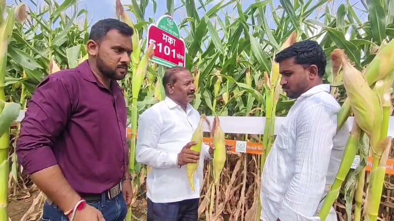 मका हायटेक 5101सोना  प्रत्यक्ष पीक पाहणी तालुका जत जिल्हा सांगलीमो. 9822199213