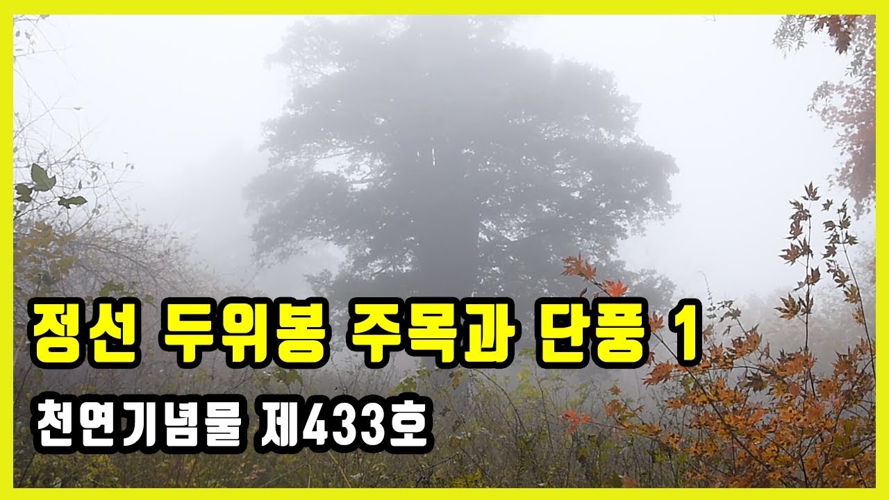 ##05 강원도 정선 두위봉의 천연기념물 주목나무와 단풍1(드론) 01_01