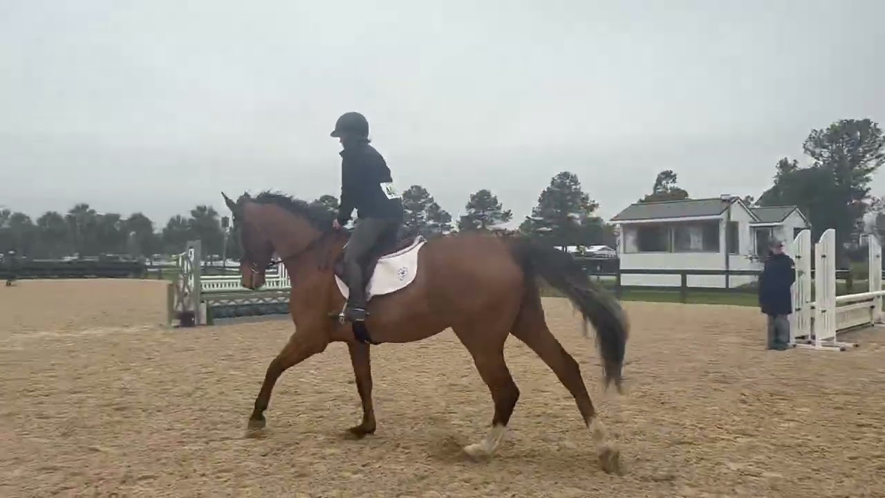 Jasper 2’6/2’9 Schooling