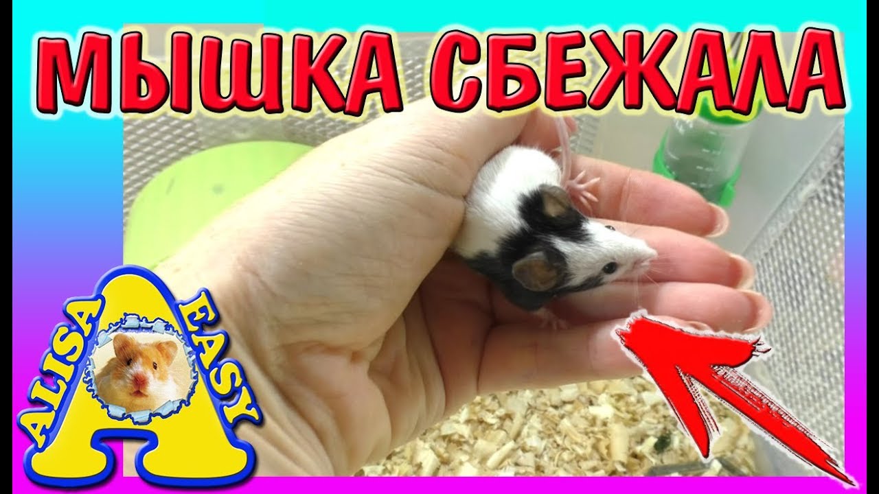 УБОРКА у ЯПОНСКИХ МЫШЕЙ / Мышка СБЕЖАЛА? / СКОЛЬКО у нас  МЫШЕК / Alisa Easy Pets