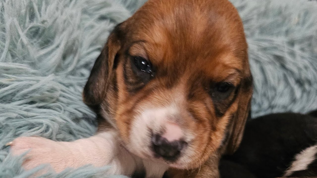 Silly 3 week BEAGLE PUPPIES