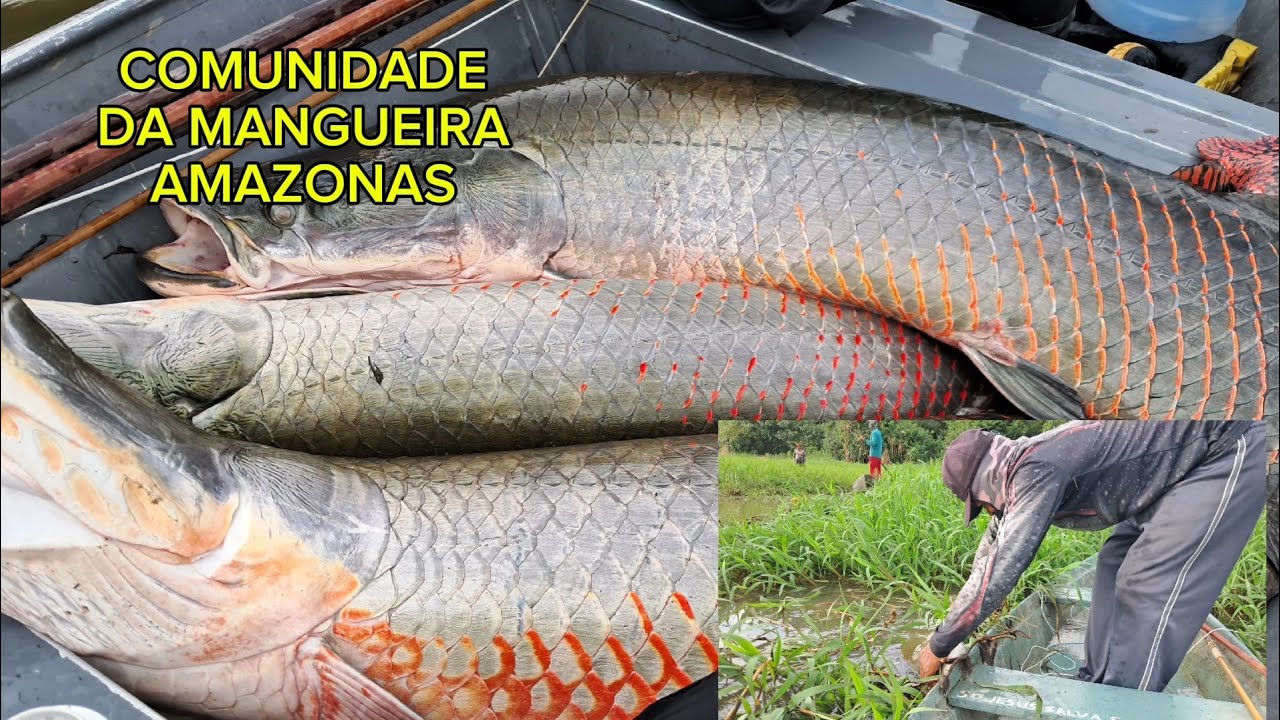 DESAFIO PESCARIA DE PIRARUCU 