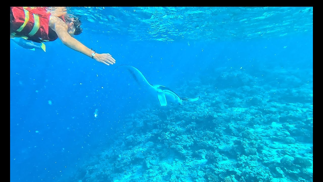 Snorkeling Maldives19 novembre 2025 avec deux raies Manta !!!