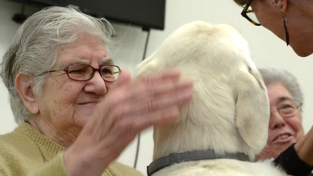 #DogforMemory: Terapias con perros & Alzheimer