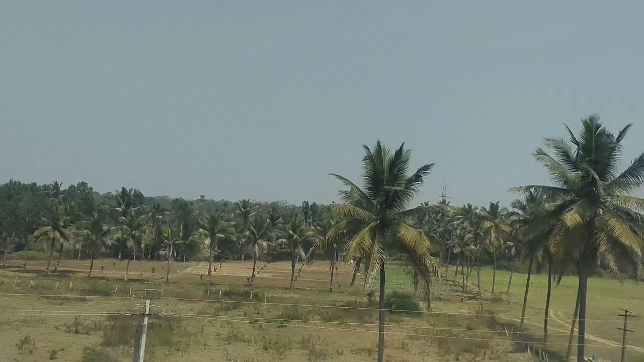 Mysore 😍 full of coconut 🥥🌴.