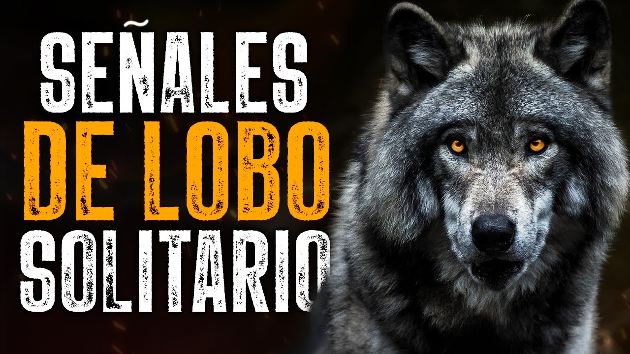 10 Indicios Evidentes De Que Eres Un Lobo Solitario