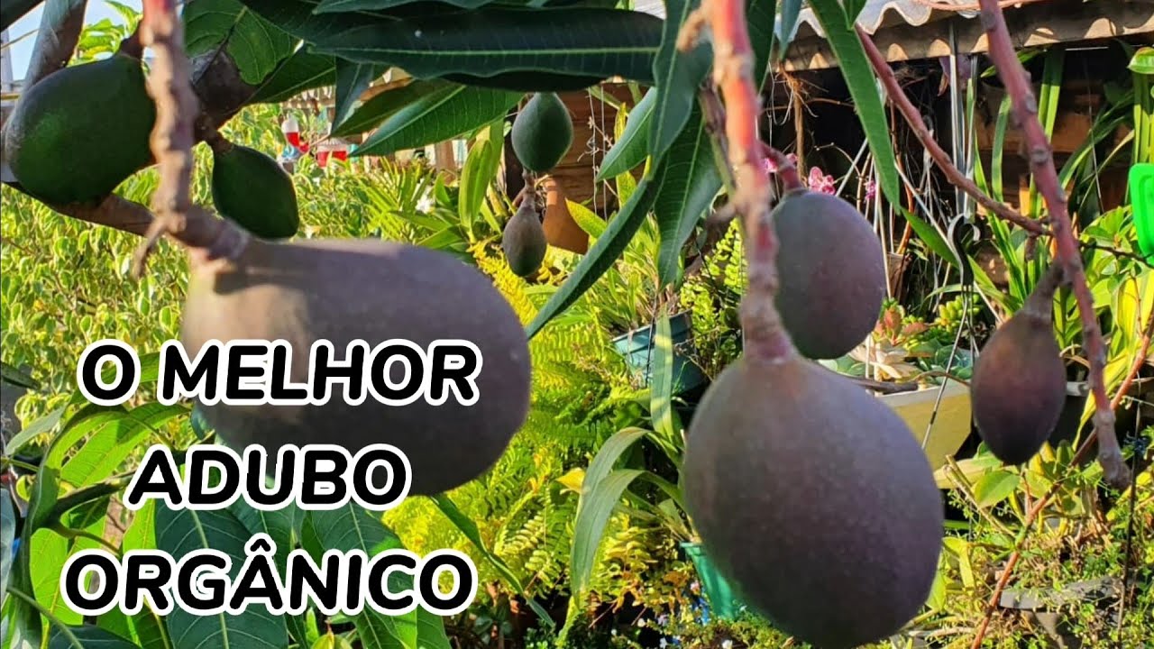 O MELHOR ADUBO ORGÂNICO PARA ÁRVORES FRUTÍFERAS