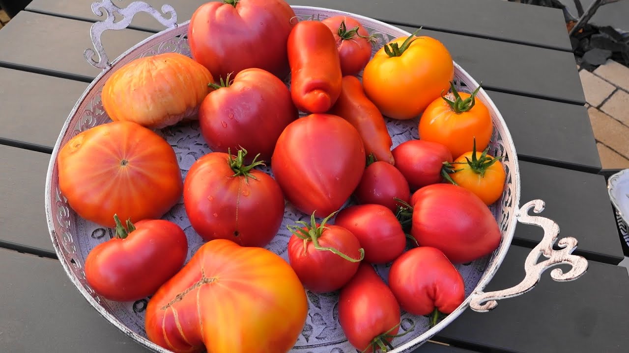 Tomatenverkostung 2022  Fleischtomaten